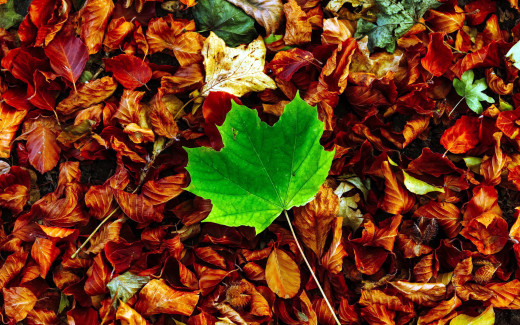 1455628 (a): :2560x1600